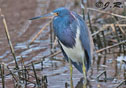 Egretta tricolor